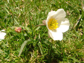 Ranunculus amplexicaulis